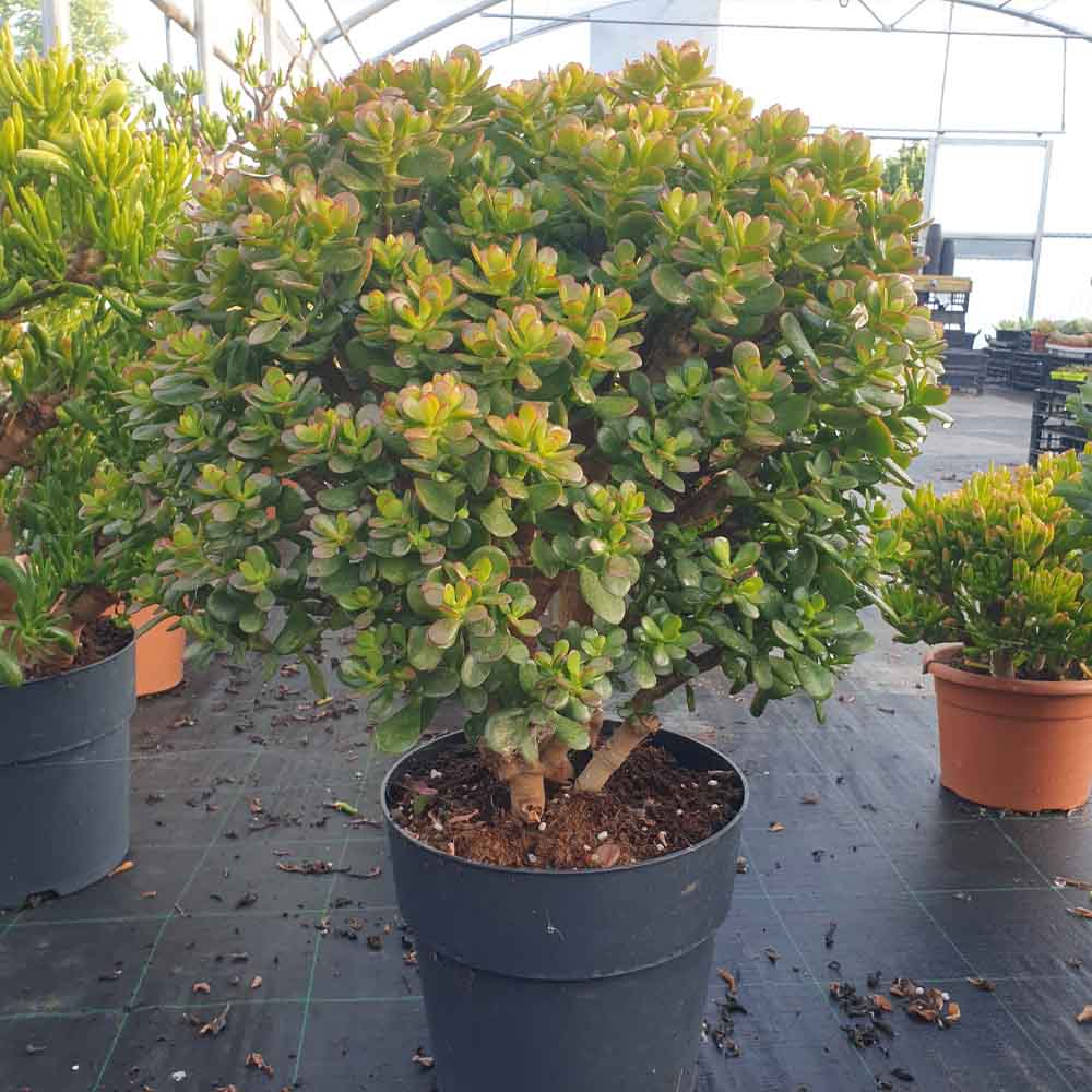 Crassula ovata f. minor (albero di giada)