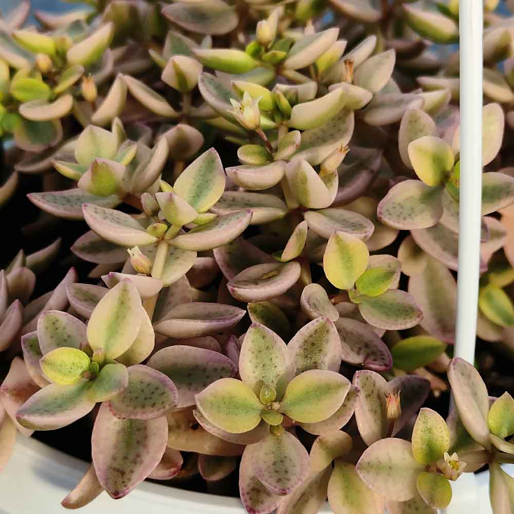 crassula volkensii variegata pianta