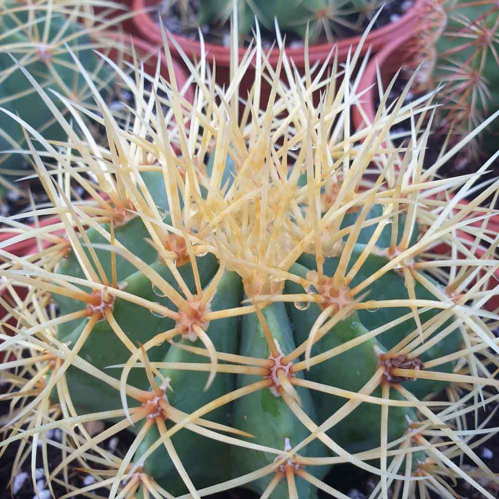 ferocactus glaucescens cactus