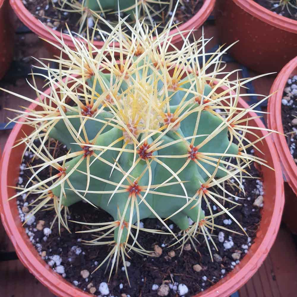 ferocactus glaucescens pianta grassa