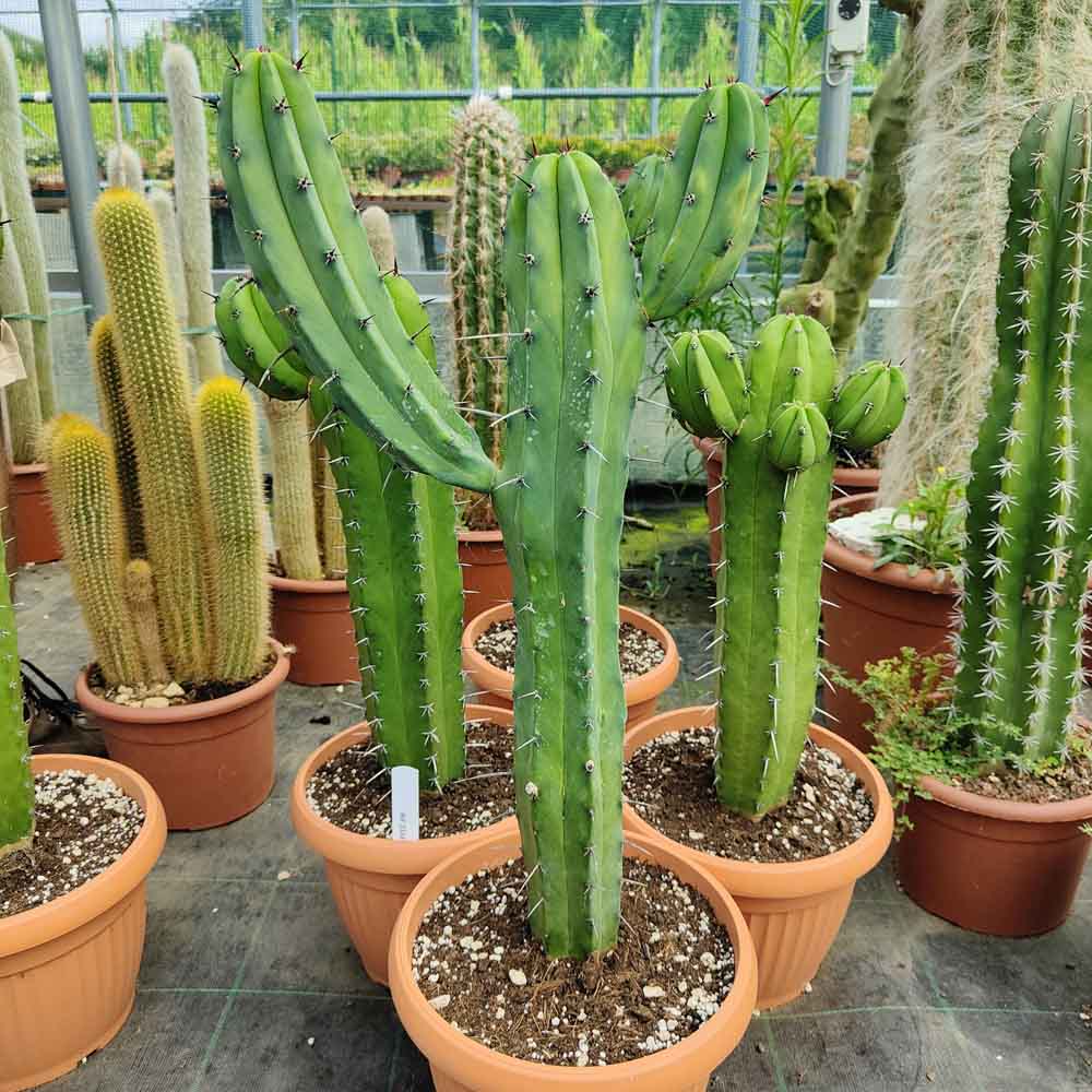 myrtillocactus geometrizans cactus