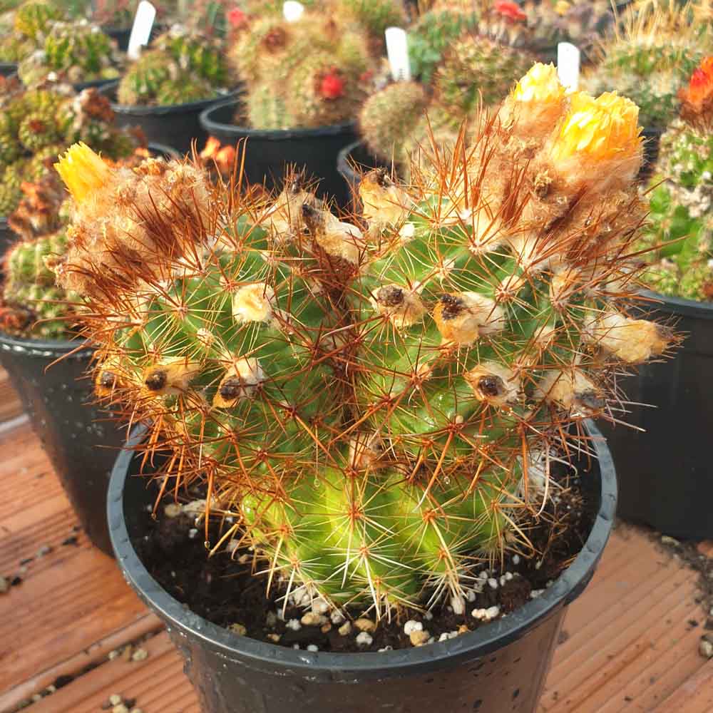 parodia mairanana bicefala cactus