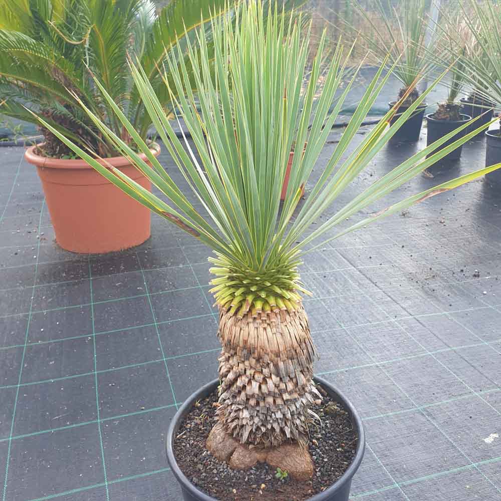 yucca rostrata pianta grassa