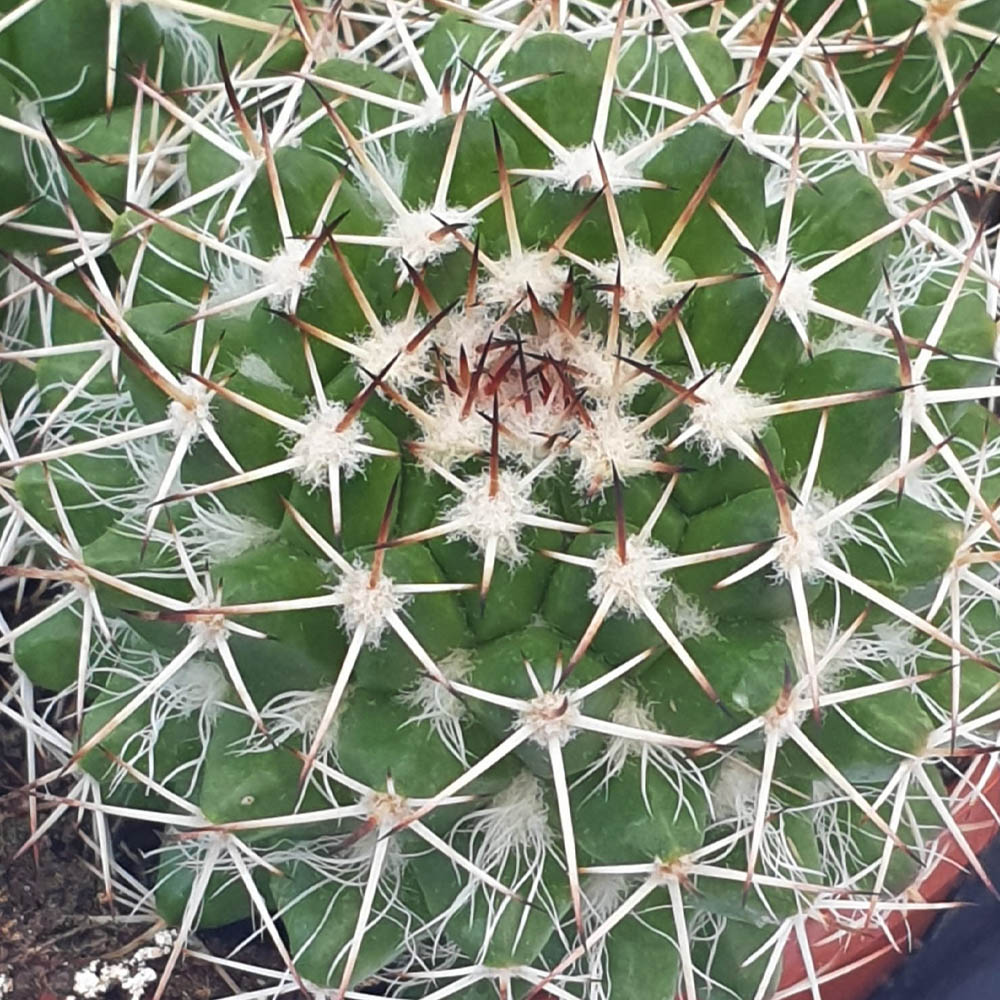 Mammillaria compressa cactus