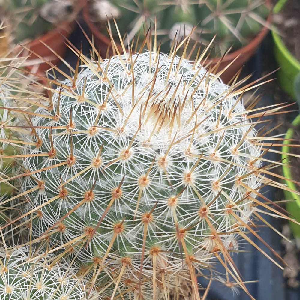 Mammillaria dixanthocentron cactus