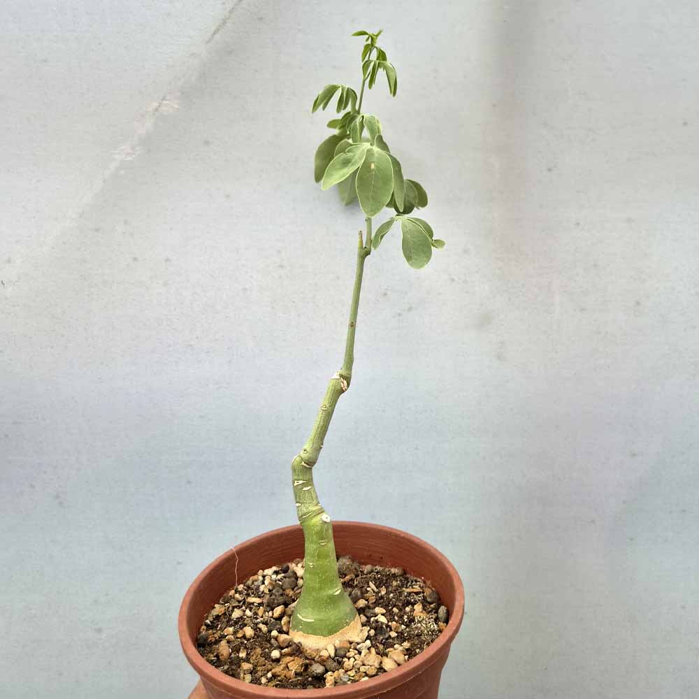 adenia pianta