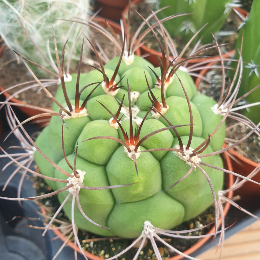 gymnocalycium saglionis pianta cactus