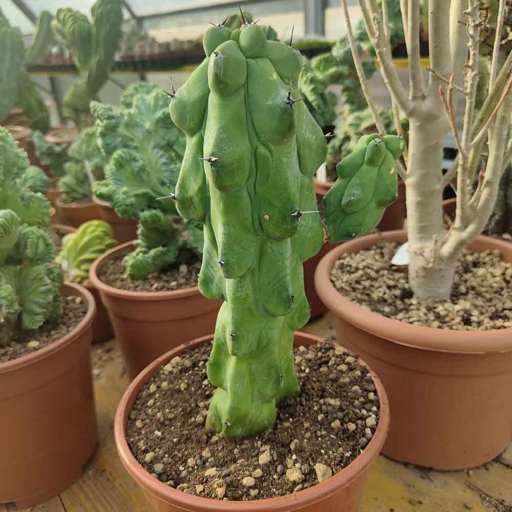 myrtillocactus fukurokyrunziboku