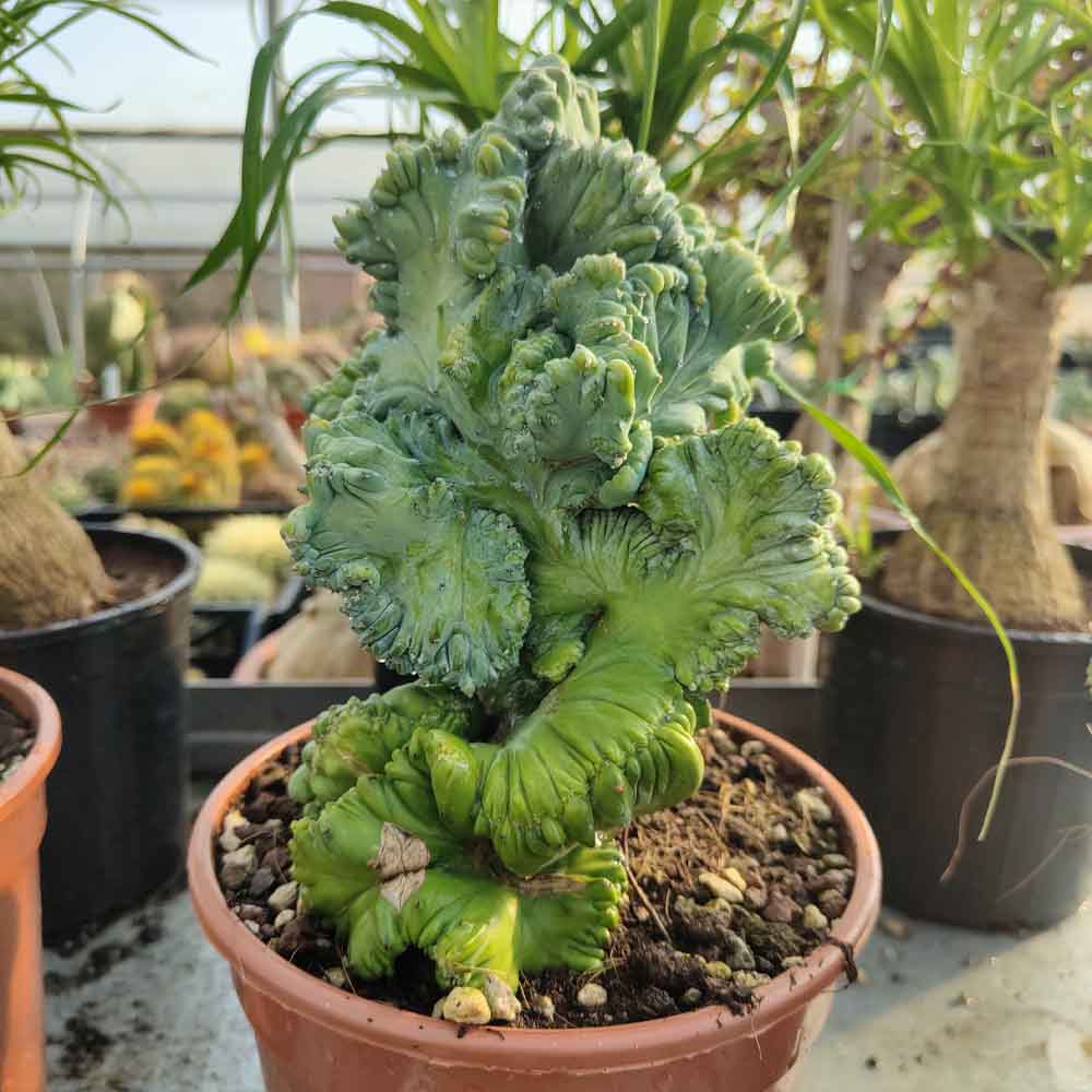 myrtillocactus pianta