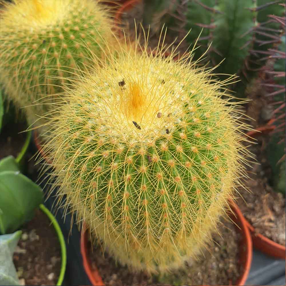 notocactus leninghausii pianta grassa