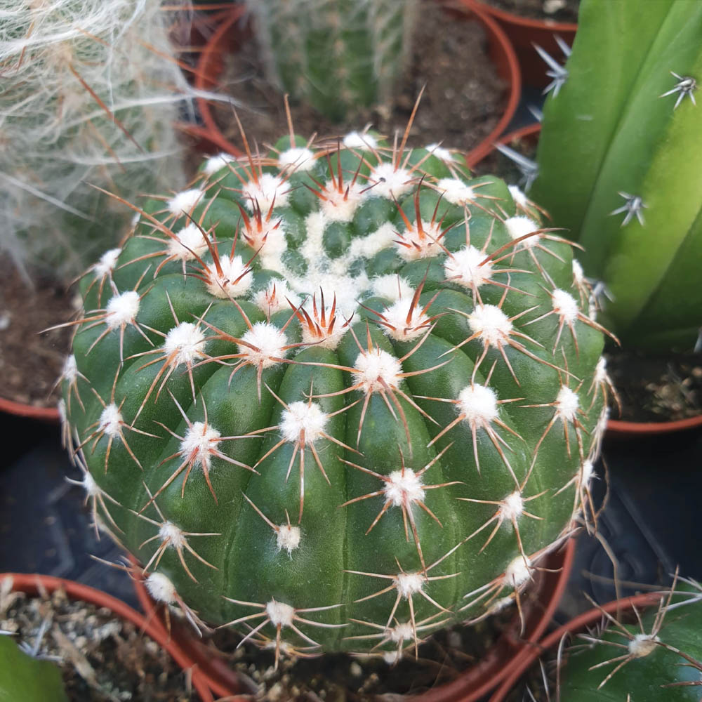 notocactus uebelmannianus cactus