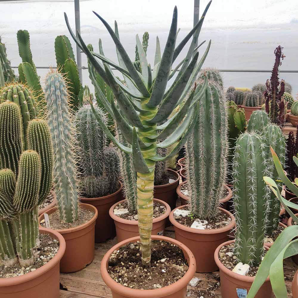 aloe dichotoma
