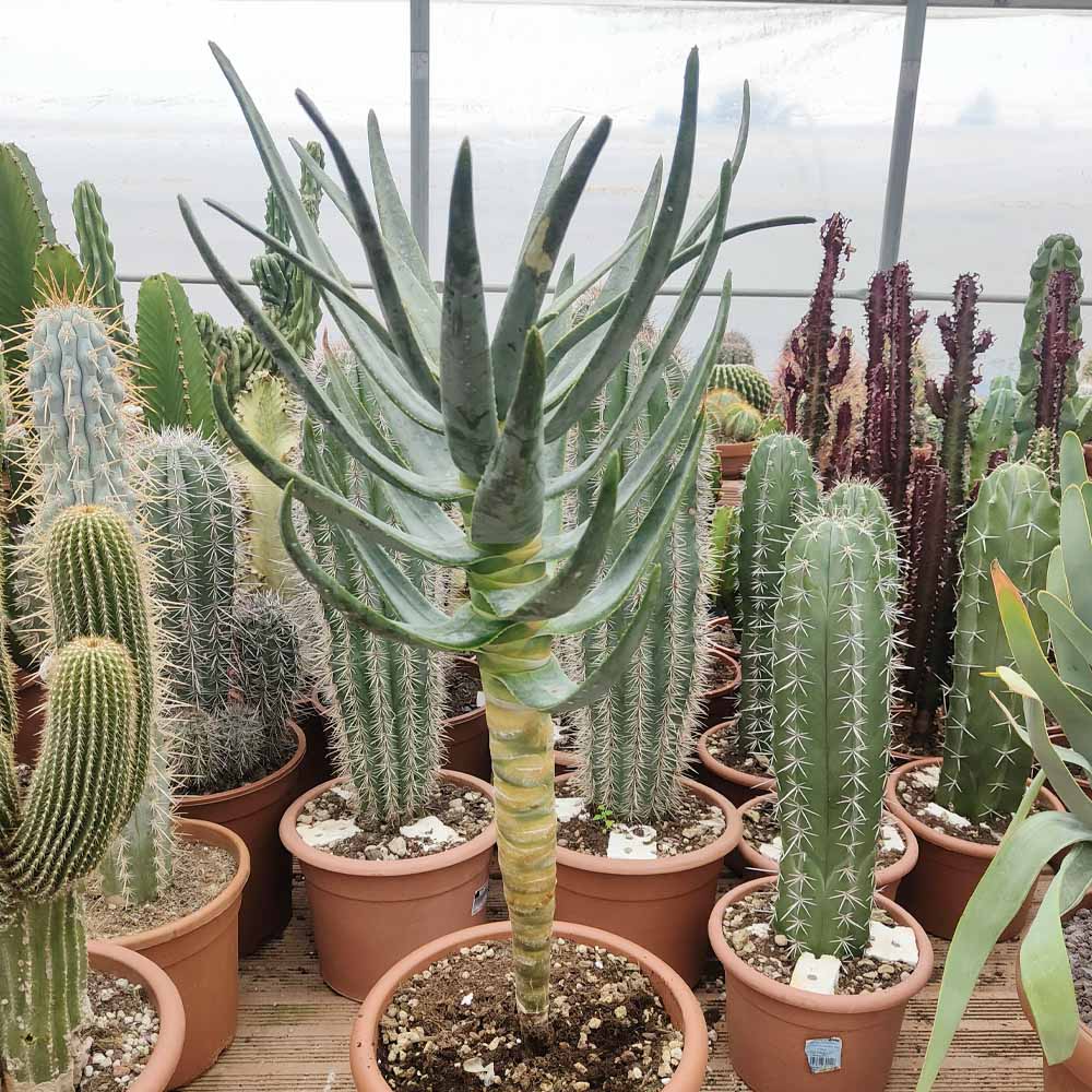 aloe dichotoma pianta