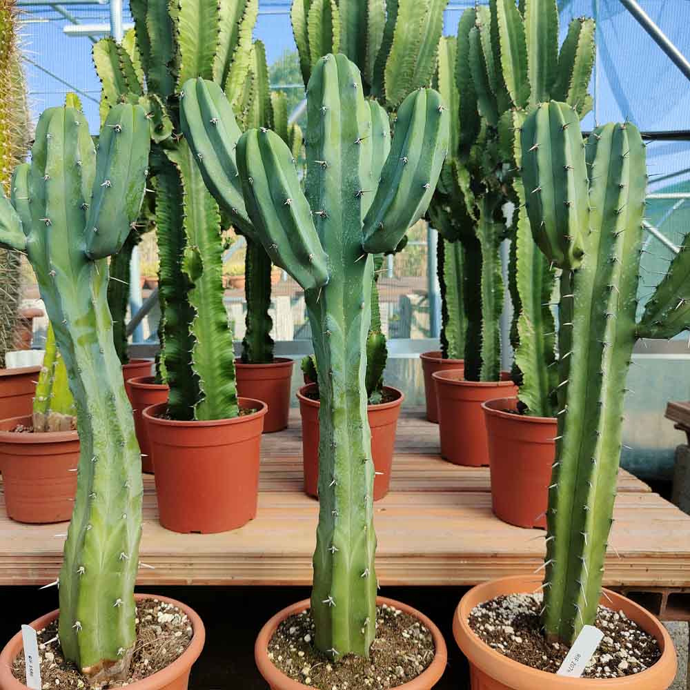 myrtillocactus pianta