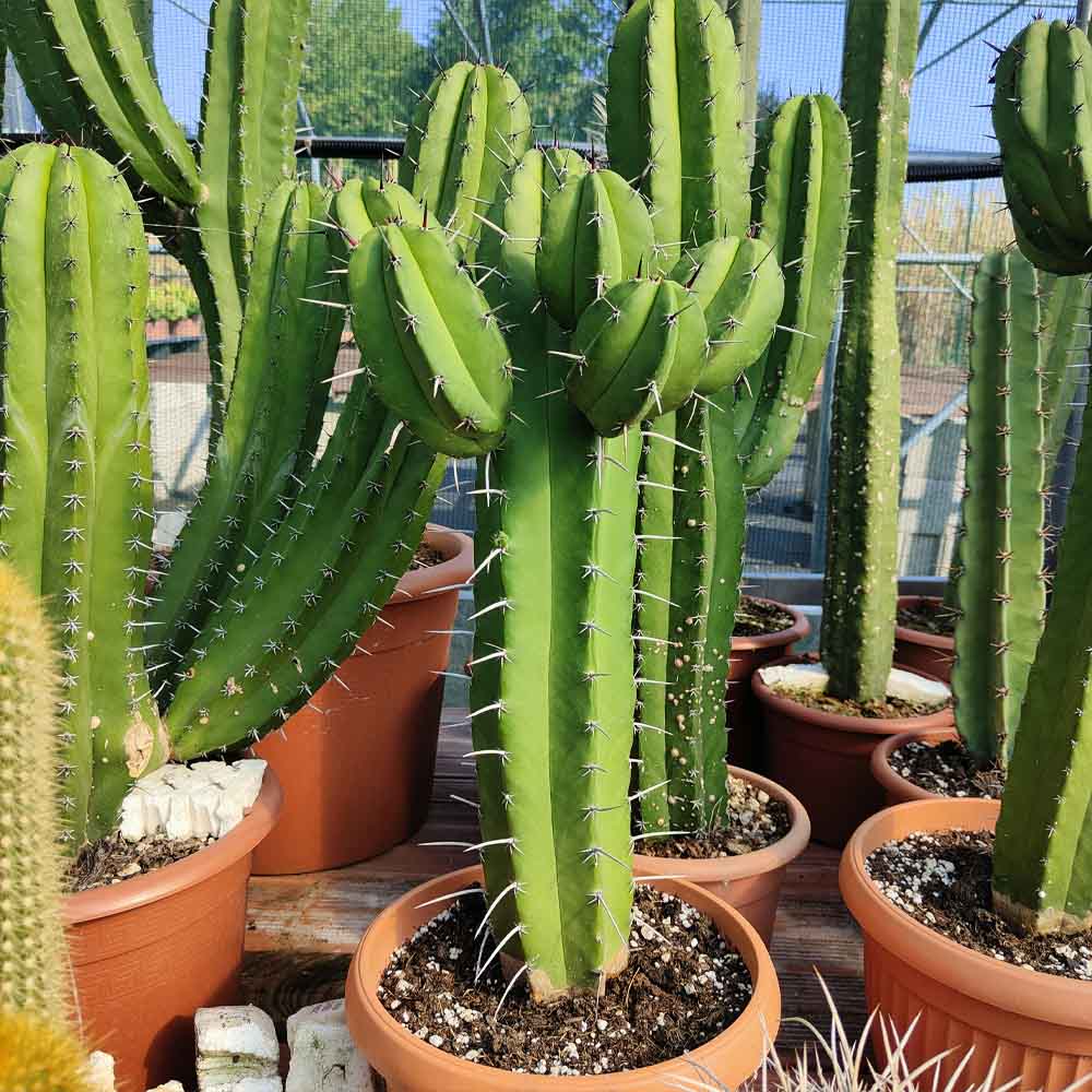 polaskia chicipe cactus