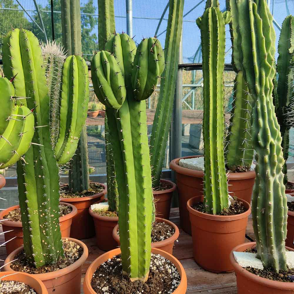 polaskia chicipe pianta grassa cactus