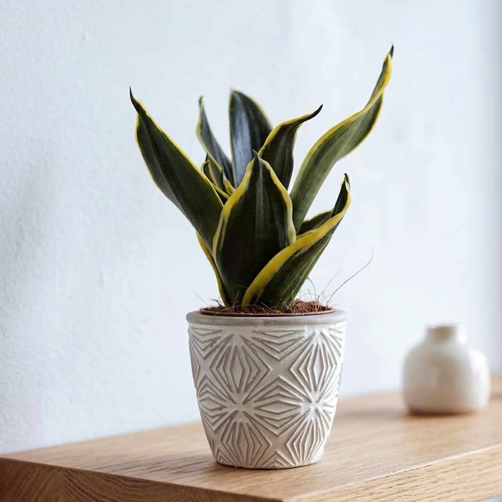sansevieria trifasciata superba design