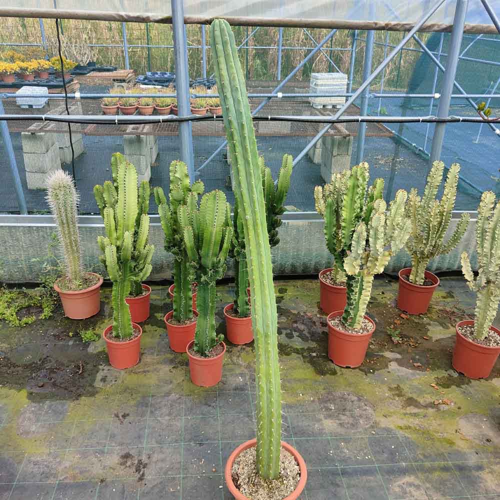 trichocereus pianta grassa cactus