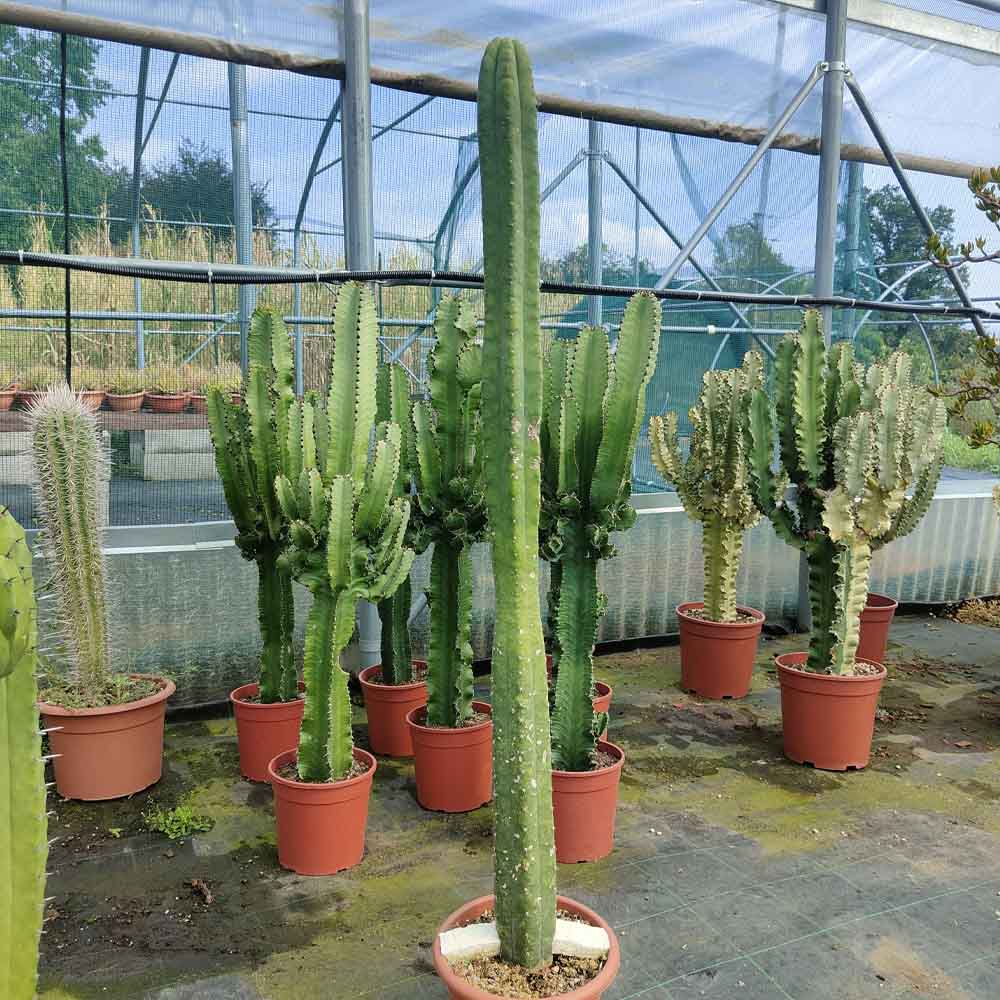 trichocereus pianta