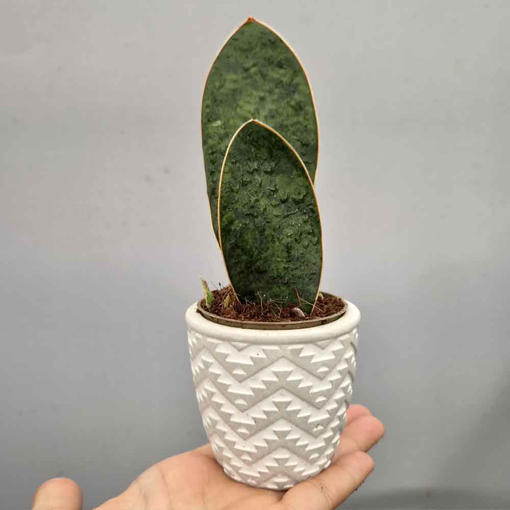 Sansevieria masoniana design