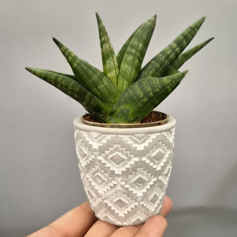 Sansevieria ventaglio design