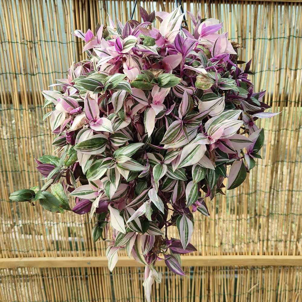 Tradescantia “Quadricolor”
