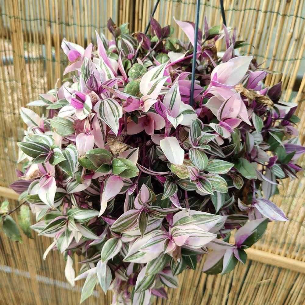 Tradescantia “Quadricolor” pianta grassa