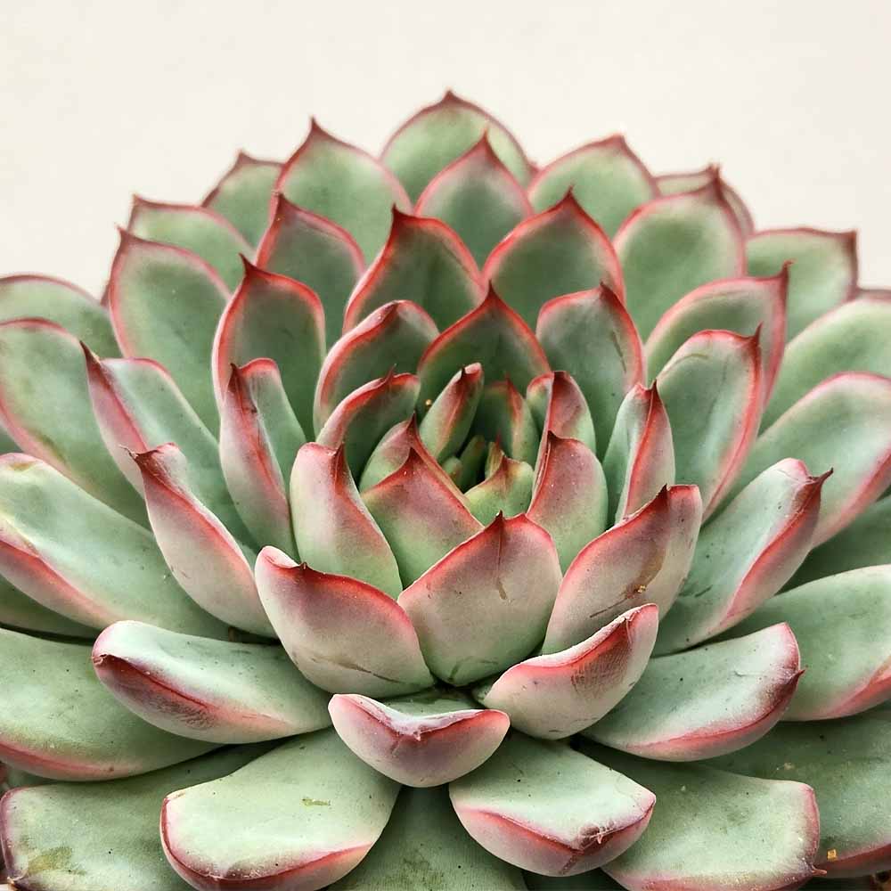 echeveria apus