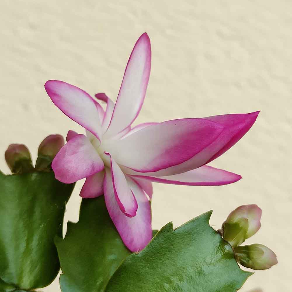 schlumbergera dark eva fiore