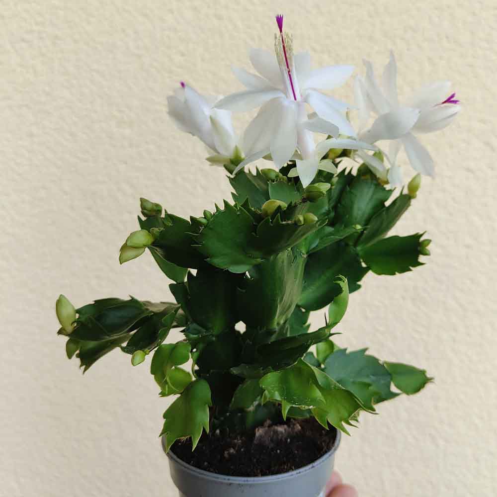 schlumbergera white eva