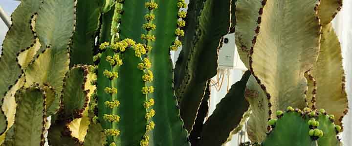 Coltivazione Euphorbia Eritrea
