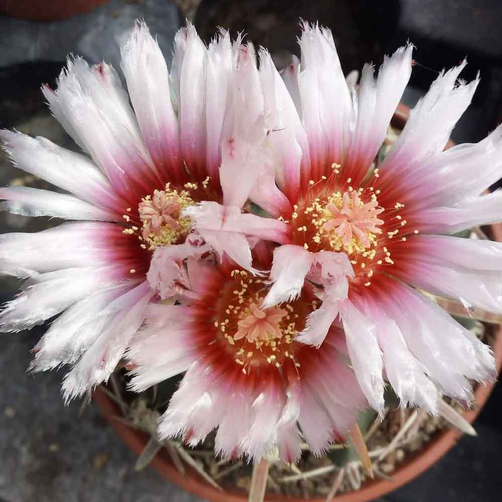homalocephala texensis fiore