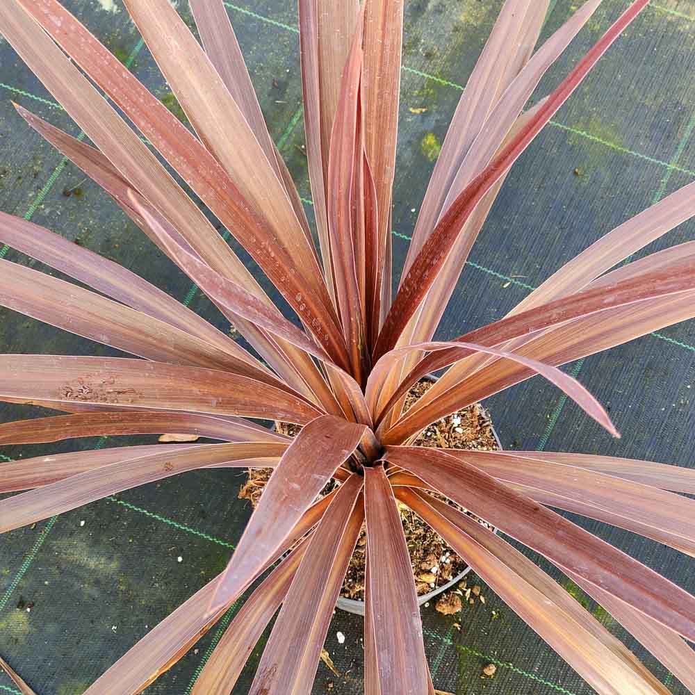 Cordyline australis “Red Star”