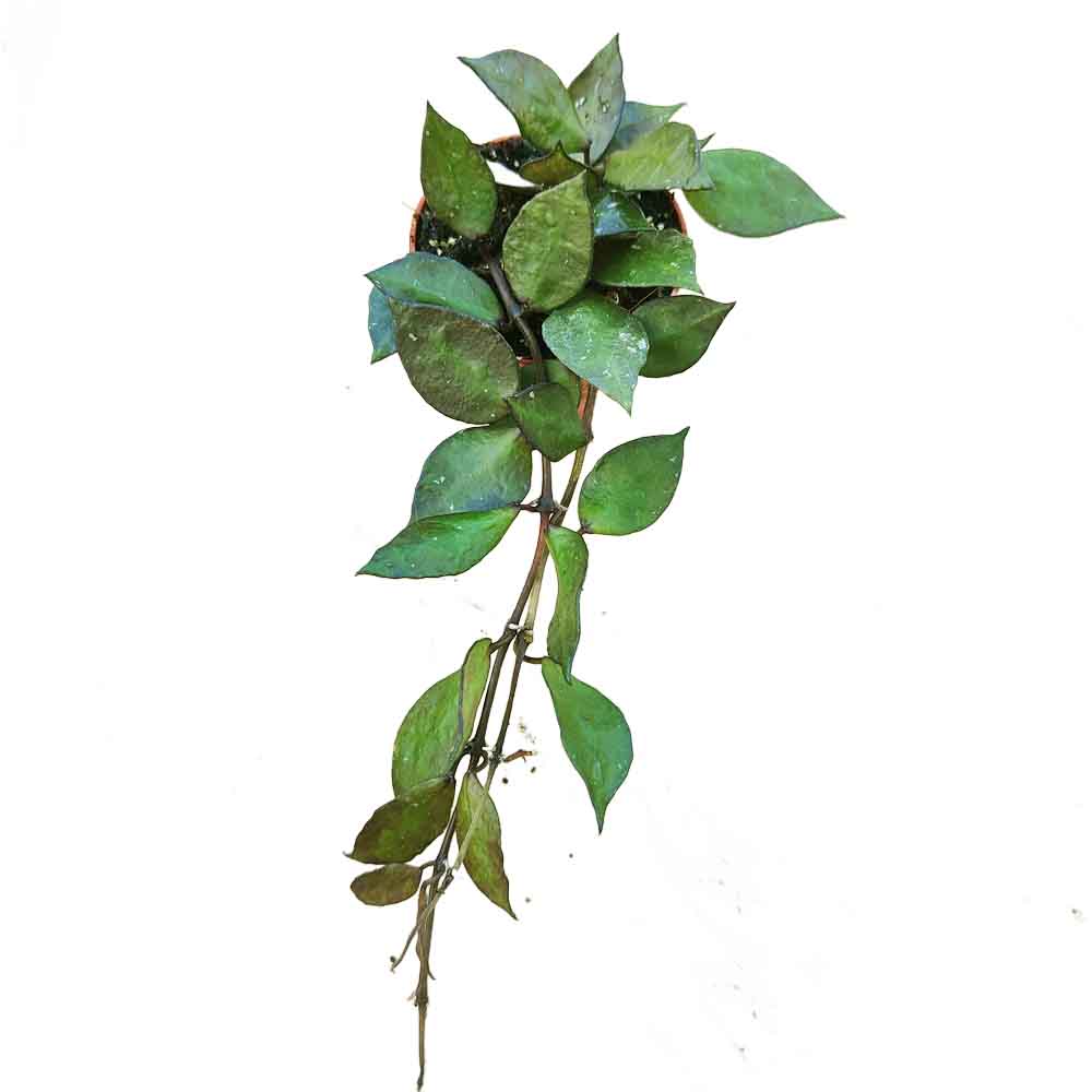 Hoya krohniana 'Black leaves'