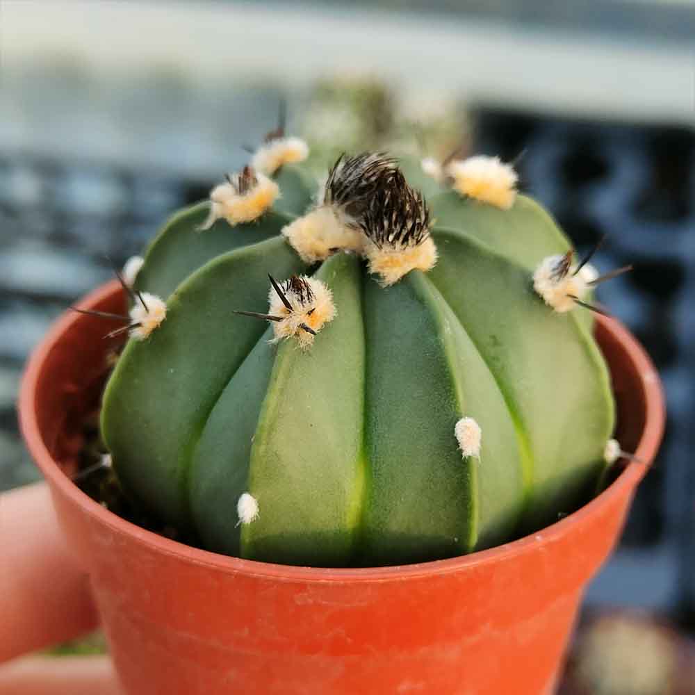 astrophytum ascap cactus