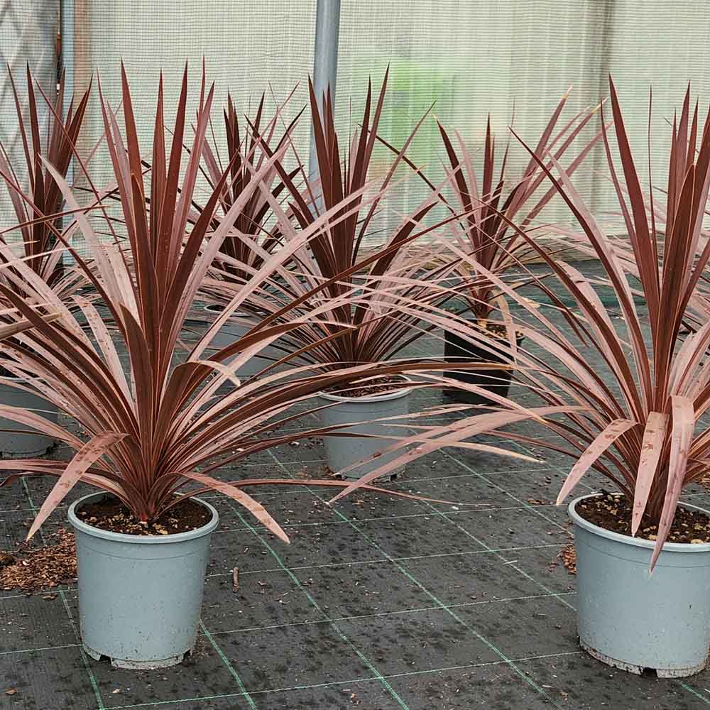cordyline autralis red star