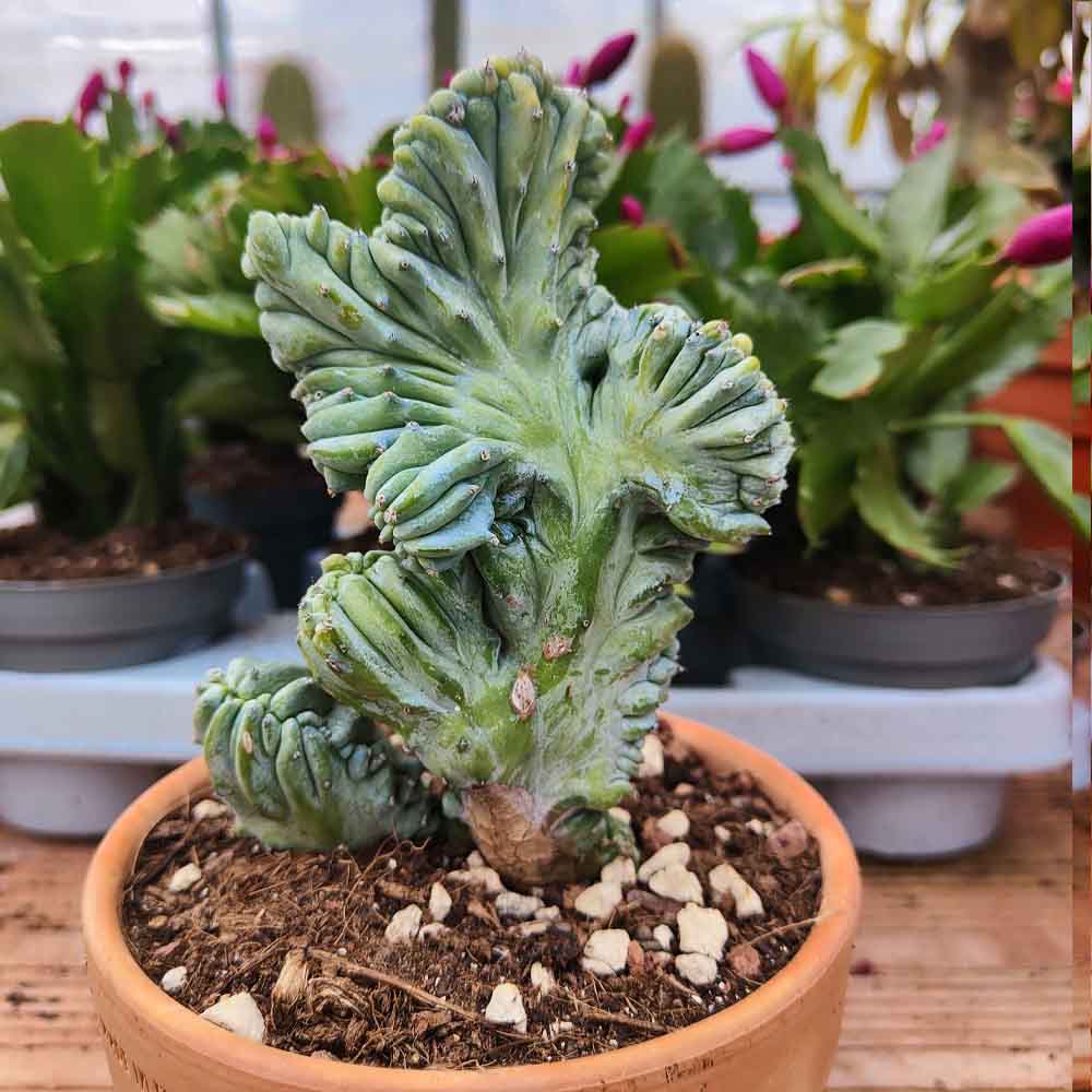 myrtillocactus 1