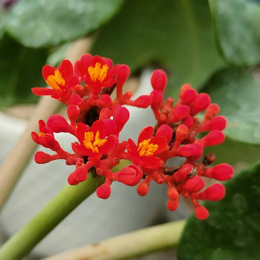 Jatropha podagrica fiore