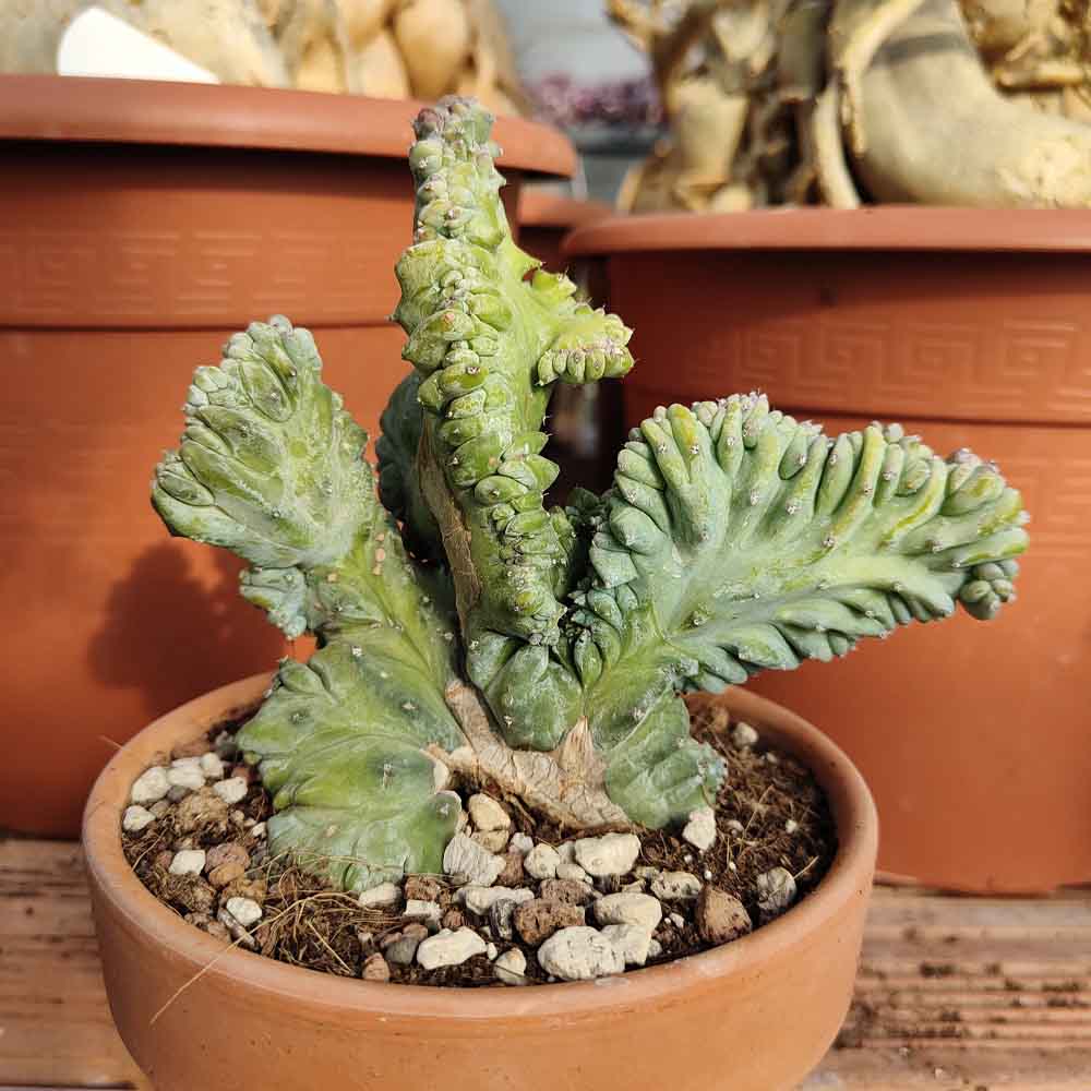 myrtillocactus strictum
