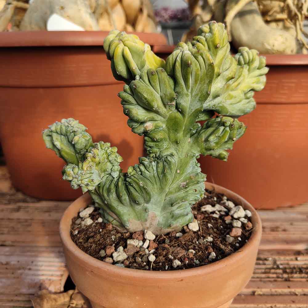 myrtillocactus strictum