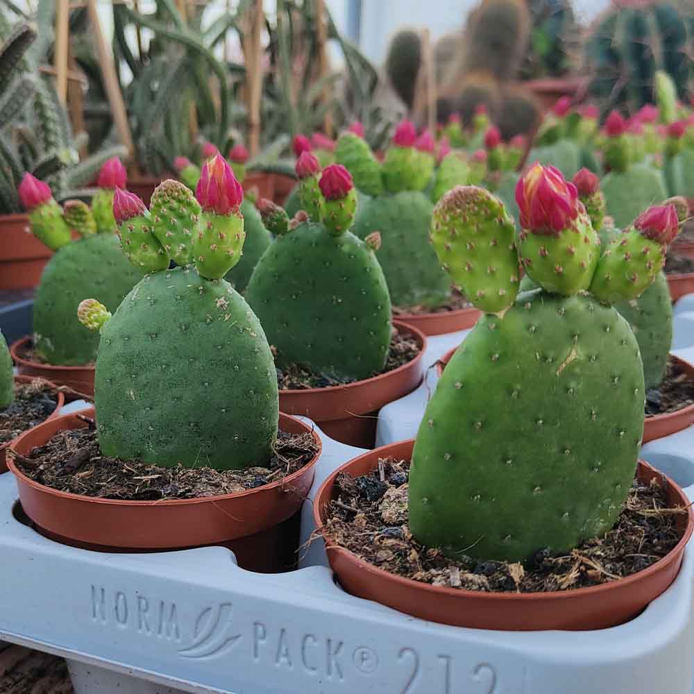 opuntia inamoena cactus