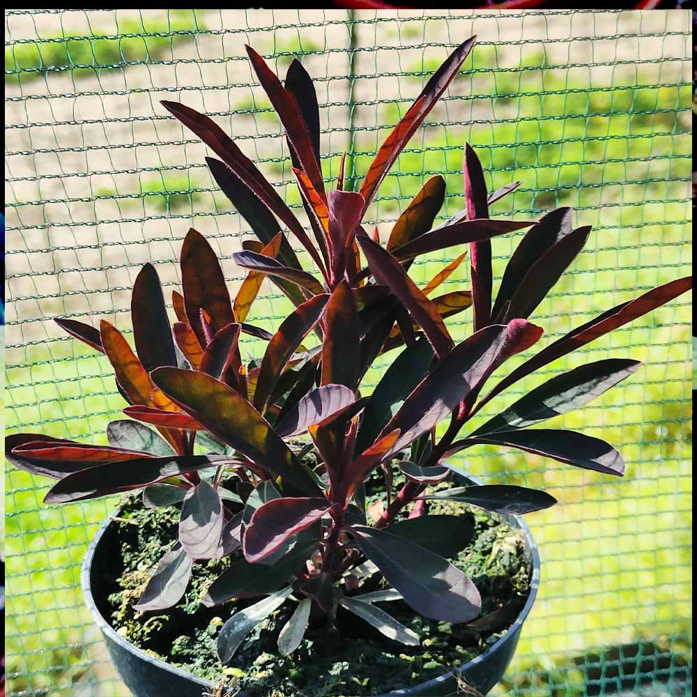 Euphorbia amygdaloides “Purpurea”