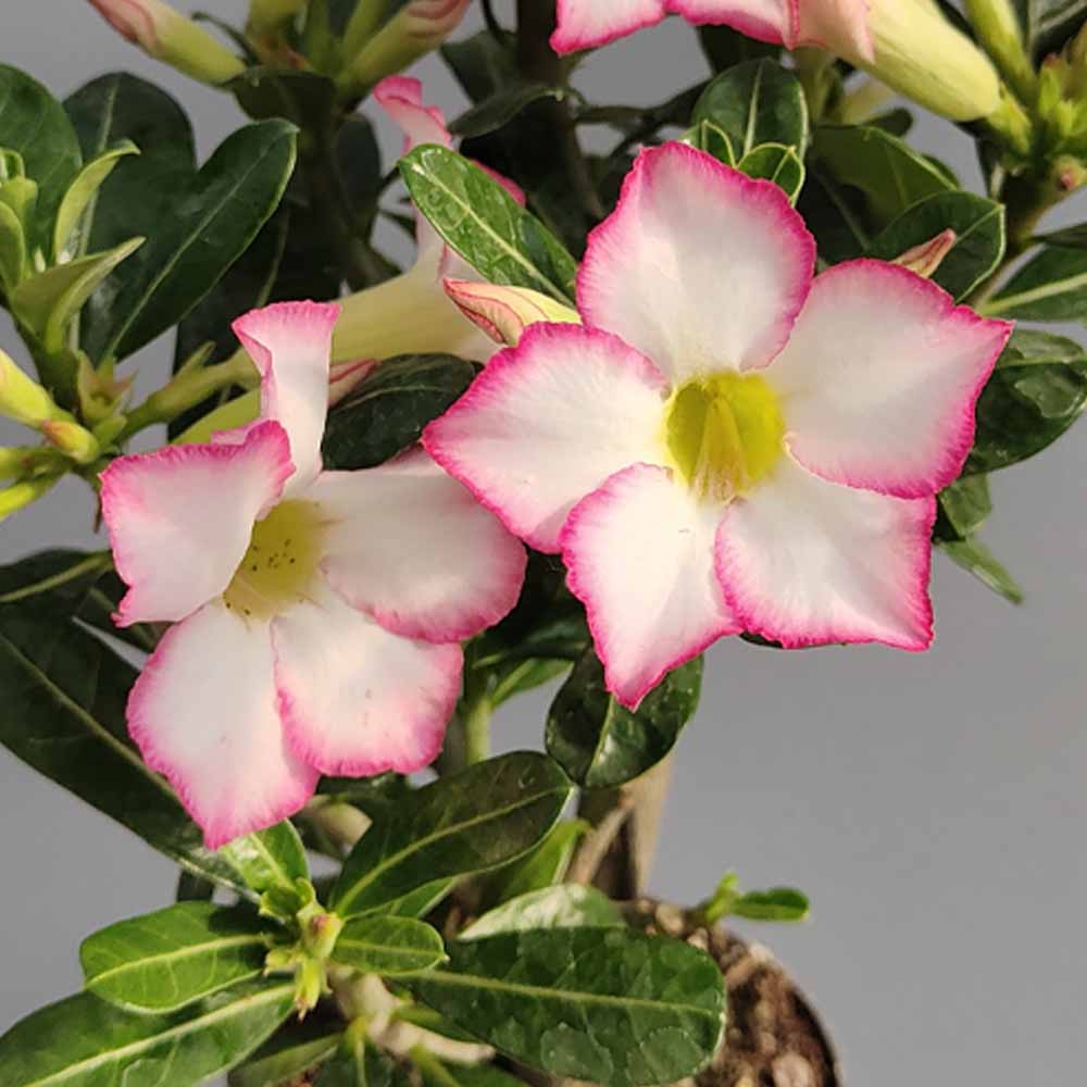 adenium fiore rosa