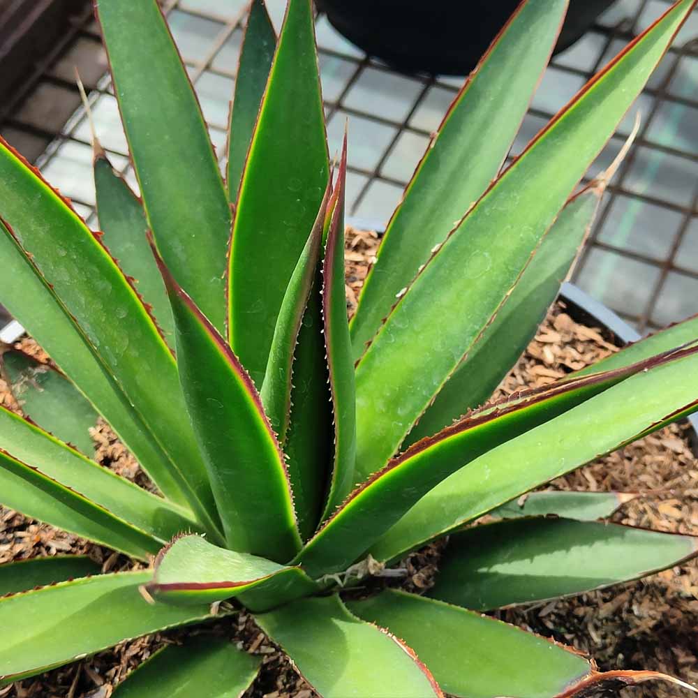 agave green glow