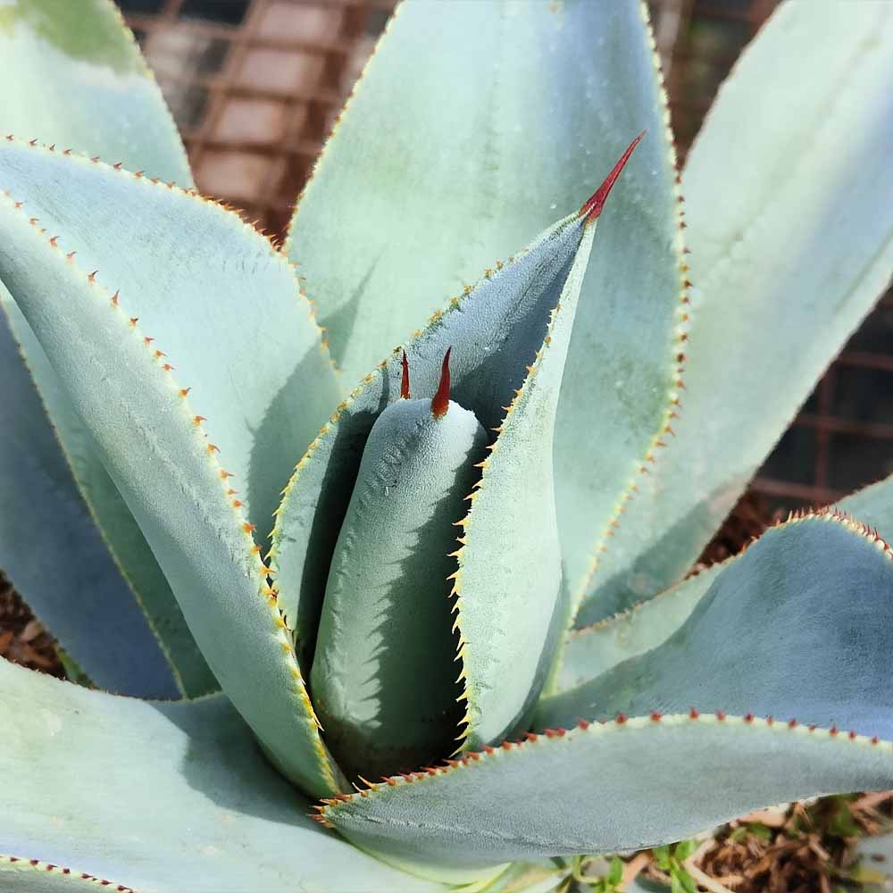 agave pygmae dragon toes ice