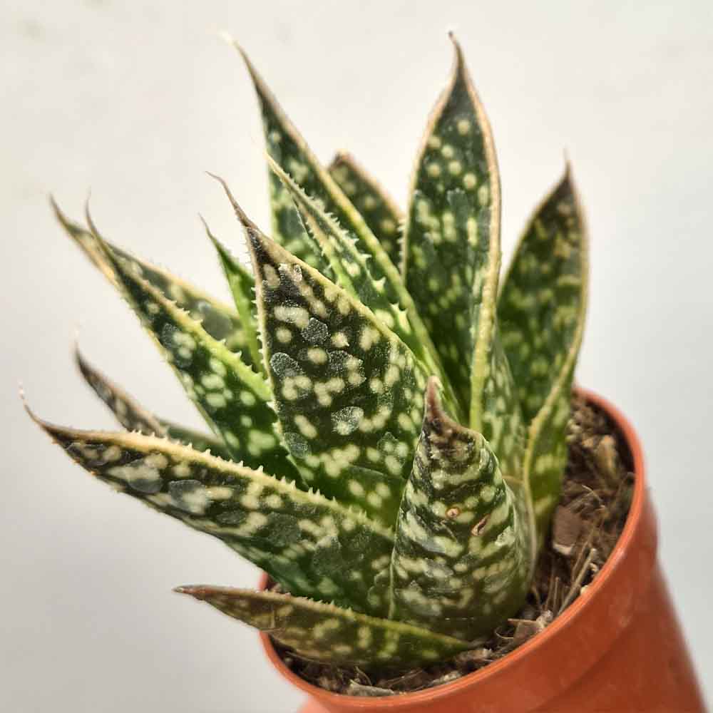 gasteraloe snow rock baby succulente