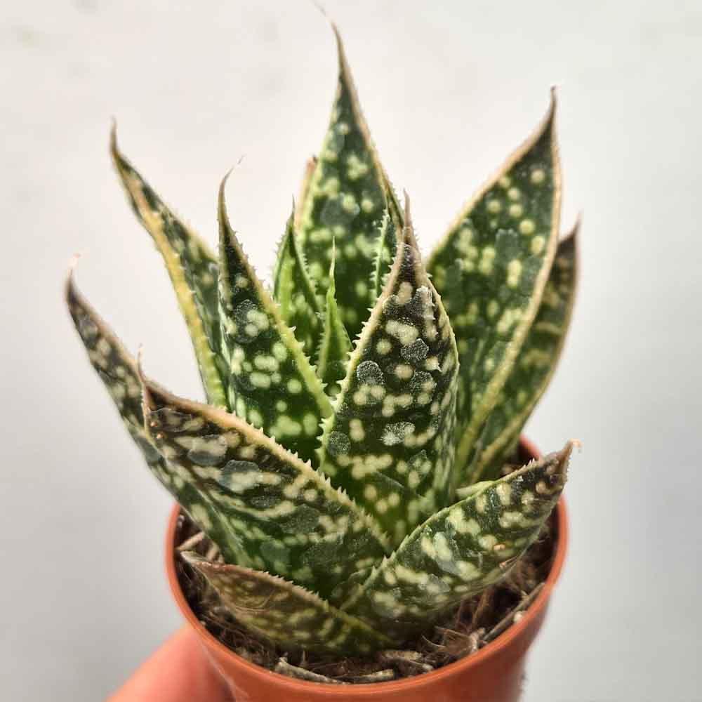 gasteraloe snow rock baby
