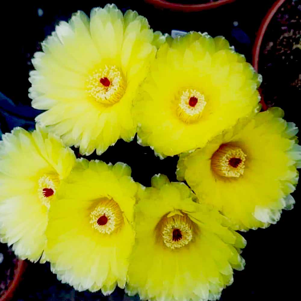 notocactus ottonis fiore
