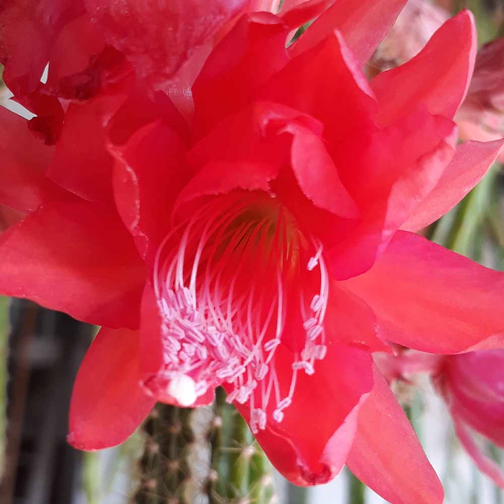 aporocactus malisonii fiore