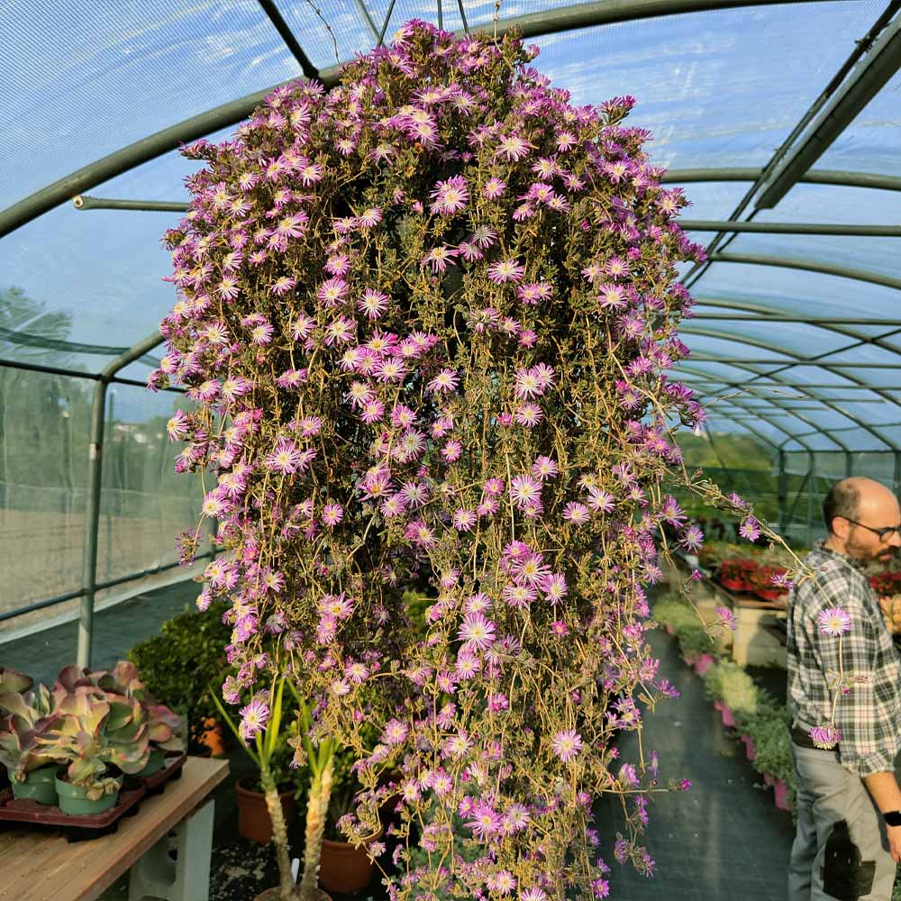 barba di giove-drosanthemum fioritura